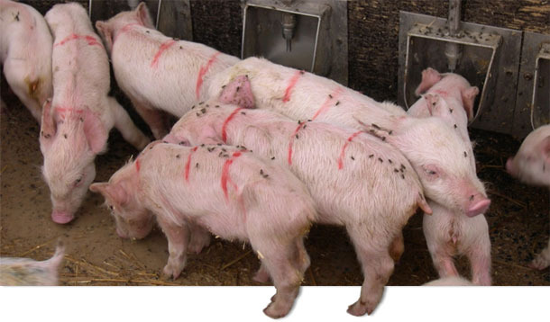 Runt piglets, vomiting, wasting and diarrhoea typical of PED in current outbreaks in Asia.