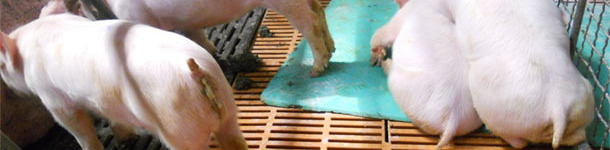 Runt piglets, vomiting, wasting and diarrhoea typical of PED in current outbreaks in Asia.