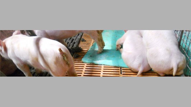 Runt piglets, vomiting, wasting and diarrhoea typical of PED in current outbreaks in Asia.