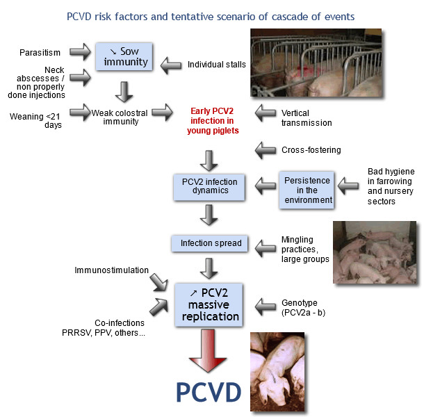 PCVD risk factors and tentative scenario of cascade of events