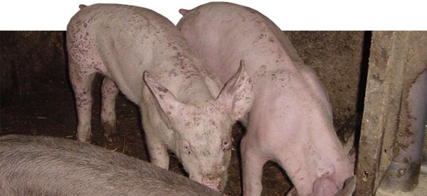 PMWS and PDNS affected piglets