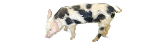 Pig clinically affected with PMWS