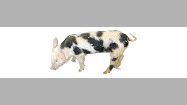 Pig clinically affected with PMWS