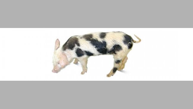Pig clinically affected with PMWS