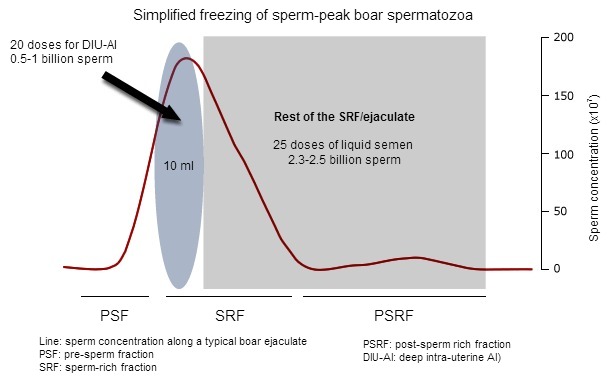 A tipical boar ejaculate presents 3 distinct fractions (PSF, SRF and PSRF) depending –among other parameters of the sperm concentration (here as red line).