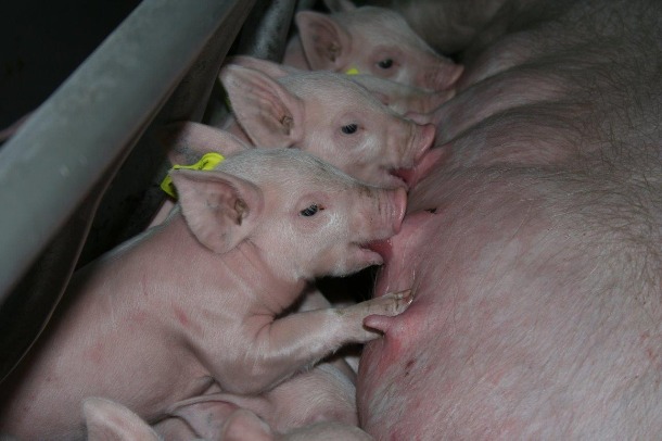 Piglets feeding