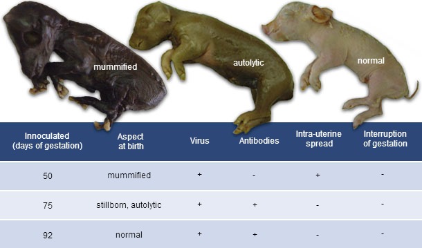 PCV2 outcome at birth