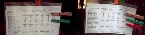 Coloured pegs for the identification of the number of returns to oestrus of the sows