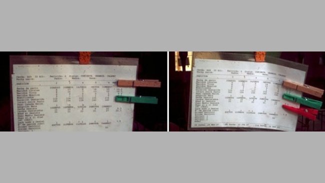 Coloured pegs for the identification of the number of returns to oestrus of the sows
