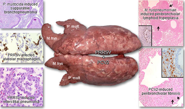 Lungs from a pig suffering from PRDC