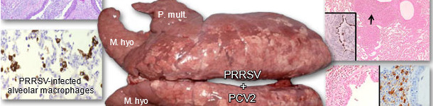 Lungs from a pig suffering from PRDC