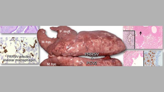 Lungs from a pig suffering from PRDC