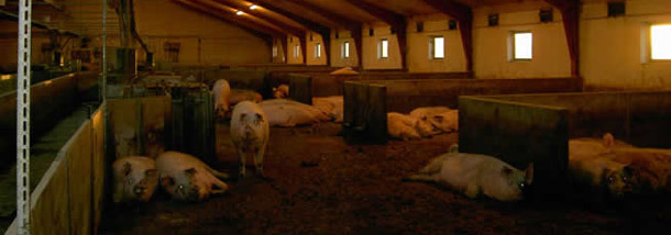 Pregnant sows in group pens