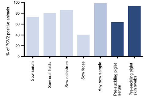 pcv2 positive animals