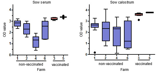 PCV2-specific IgG antibody levels in sow serum and calostrum