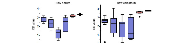 PCV2-specific IgG antibody levels in sow serum and calostrum