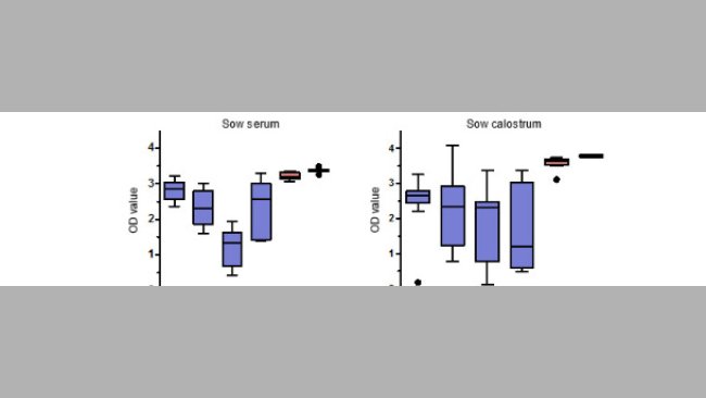 PCV2-specific IgG antibody levels in sow serum and calostrum