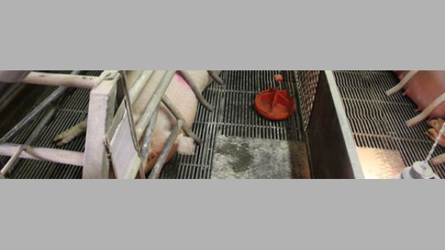 Farrowing sows