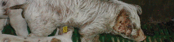 exudative epidermitis