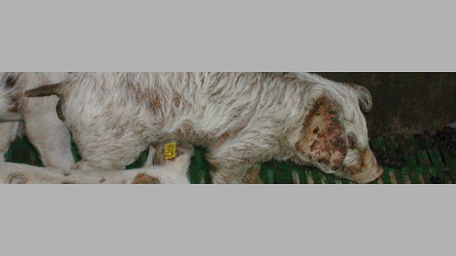 exudative epidermitis