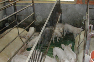 removal of the the fences between the farrowing pens for a joint lactation