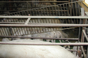 removal of the the fences between the farrowing pens for a joint lactation