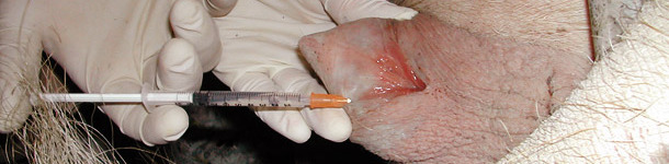 Routes of administration 4