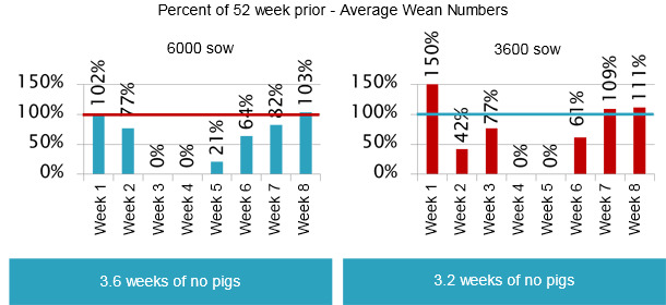 After the sows got infected, all of the piglets got infected.  