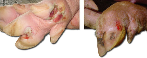 Lameness and foot lesions in finisher pigs.
