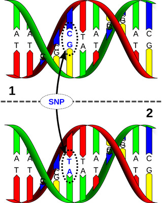 Genomics – linking SNP’s with performance