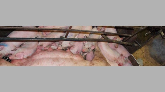 To date, genomics had very little impact on commercial production