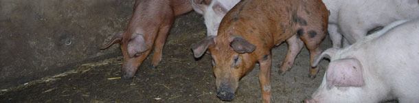 Material for the manipulation activities of the pig: better to face the problem than ignore it!