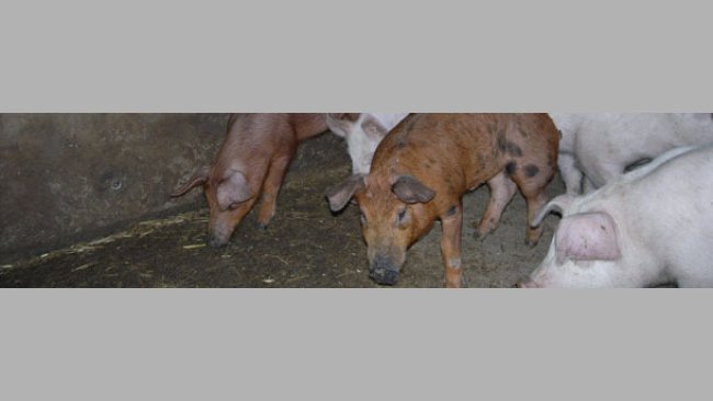 Material for the manipulation activities of the pig: better to face the problem than ignore it!