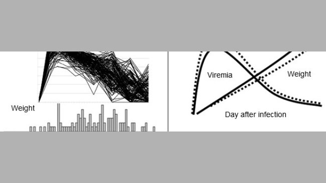 PRRSV disease phenotypes at the population level and The favorable effect of the beneficial marker in SSC4 on weight gain and viremia in young pigs