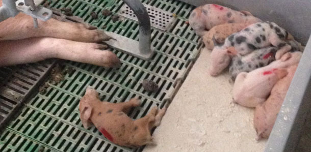Drop in prolificacy and viability of the litters affected by the outbreak, with piglets with clear signs of hypothermia and starvation