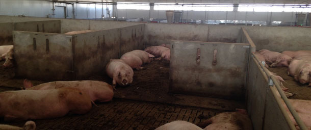 Pens for group-housing the pregnant sows adapted to meet the requisites of the animal welfare law.