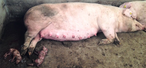 Premature farrrowings in the pens for the group-housing of the pregnant sows.