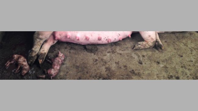 Premature farrrowings in the pens for the group-housing of the pregnant sows.
