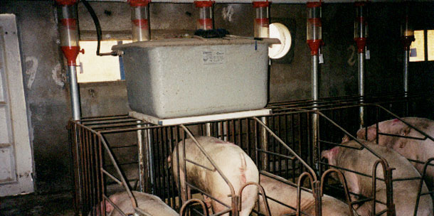 An alternative is to place a tank, as if it was cistern, above each line of gestation crates