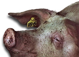 Knowing the age of the replacement gilts by ear tagging them 2