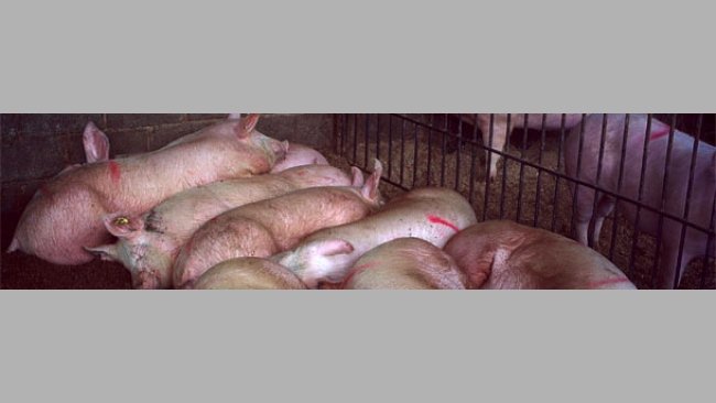 Knowing the age of the replacement gilts by ear tagging them 1