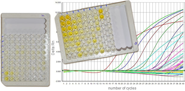 Serologies against PCV2 normally distinguish between IgM and IgG, and q-PCR gives us information about the viral load