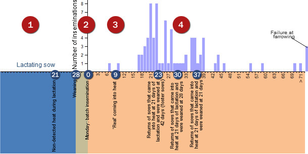 Analysis of the returns-to-oestrus during the troublesome period