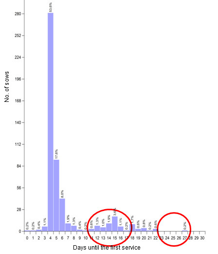 Distribution of the returns-to-oestrus after weaning