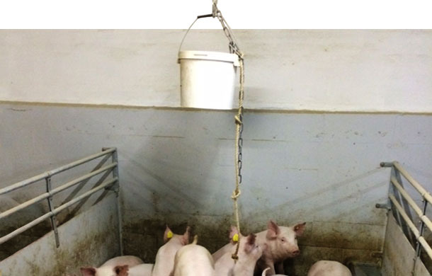 Use of a bucket atached to the ceiling with a string; the string will descend as the pigs play with it.