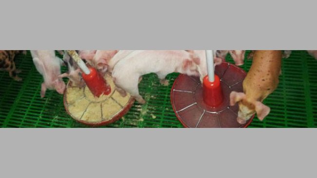 Piglets