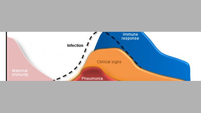 Mycoplasma hyopneumoniae: dynamics of infection and immunity