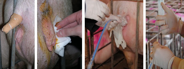 Careful cleaning of the perineum of the recipient sow and insertion of the catheter and the embryos