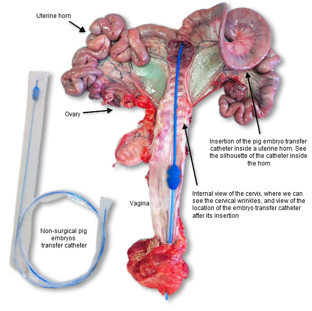 Genital organs of a sow