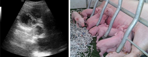 The pregnancy diagnosis and the control of the farrowings end the process